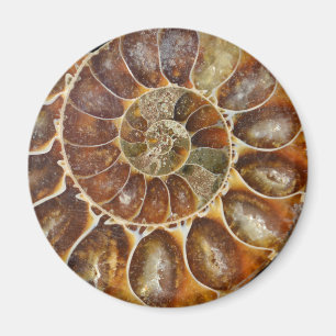 Tiernatur des prähistorischen versteinerten magnet
