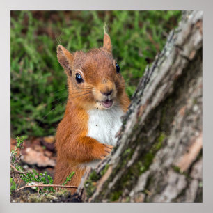 Tierphotographieplakat des roten Eichhörnchens Poster