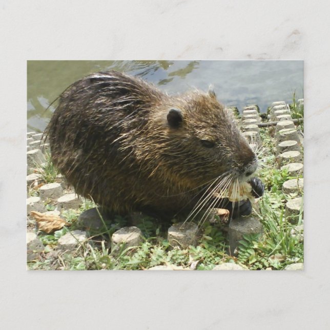 Tierpostkarte "nahrhafte Ratte" Postkarte (Vorderseite)
