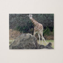 Tierreich Retikulatorische Giraffe