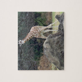 Tierreich Retikulatorische Giraffe