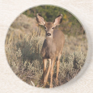 Tierserie - Mule Deer Fawn Untersetzer