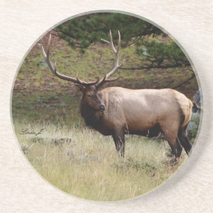 Tierserien - Elche im wilden Untersetzer