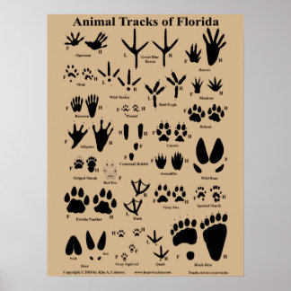 Tierspuren von Florida Poster (Mittel)