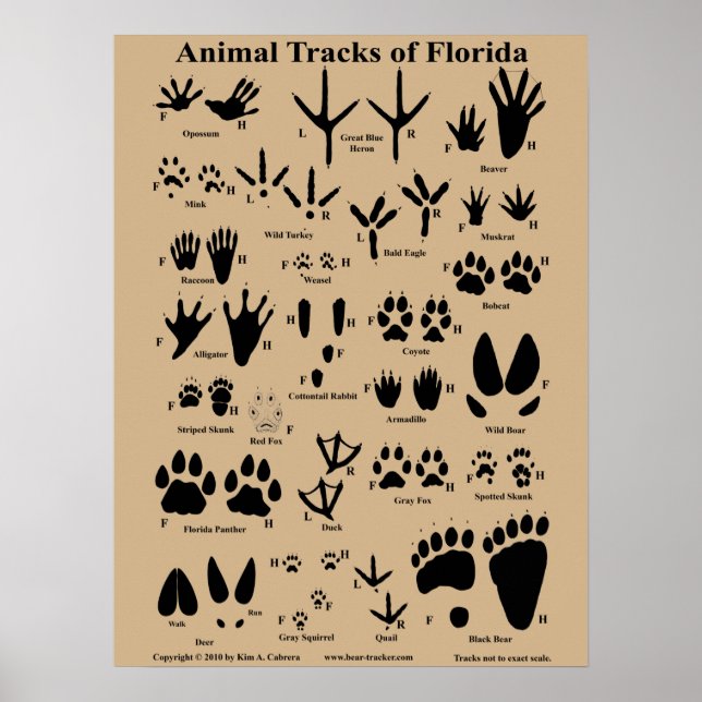 Tierspuren von Florida Poster (Mittel) (Vorne)