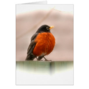 Tiervogel-Amerikaner Robin