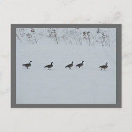 Tiervögel - Gänse 1 Postkarte