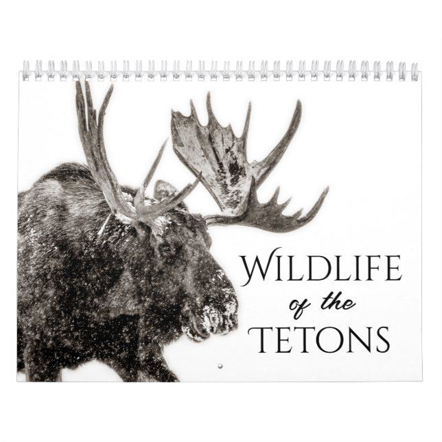 Tierwelt des Zetons-Kalenders Kalender (Titelbild)