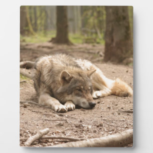 Tierwolf-FriedensLiebe-wilde Land-Natur Fotoplatte