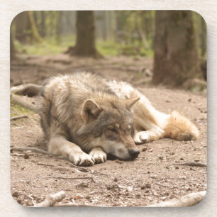 Tierwolf-FriedensLiebe-wilde Land-Natur Getränkeuntersetzer