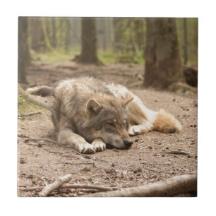 Tierwolf - Liebe Wildland Fliese