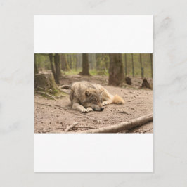 Tierwolf - Liebe Wildland Postkarte