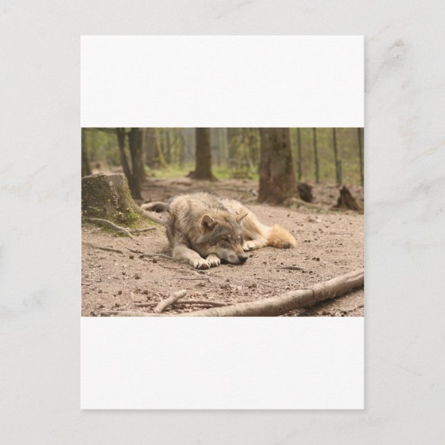 Tierwolf - Liebe Wildland Postkarte (Vorderseite)