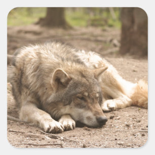 Tierwolf - Liebe Wildland Quadratischer Aufkleber