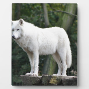 Tierwolf-Natur-FriedensLiebe-Schicksal Fotoplatte