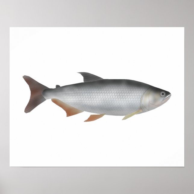 Tiete tetra poster (Vorne)