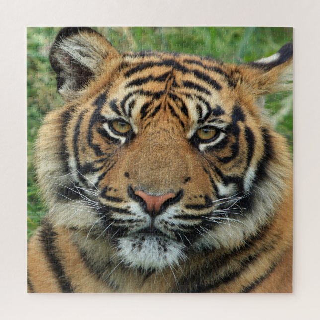Tiger (Vertikal)