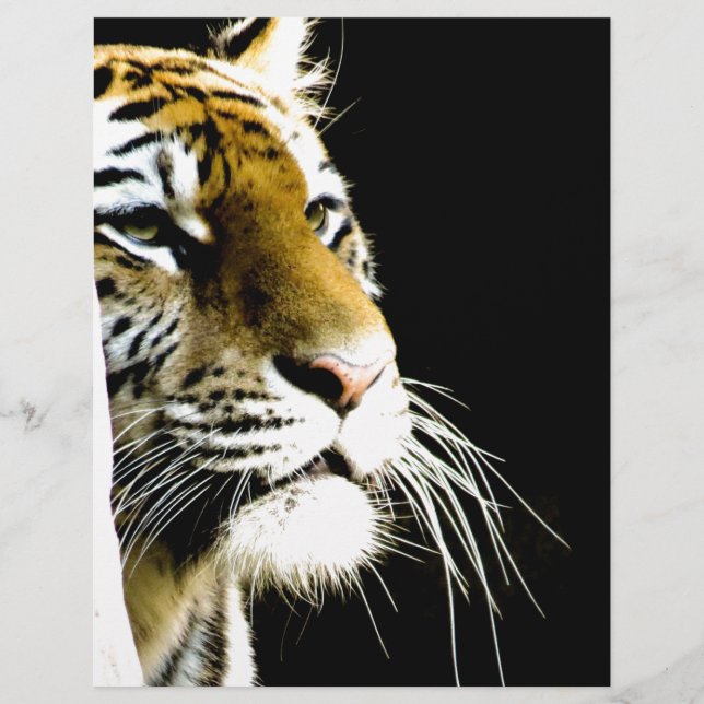 Tiger (Vorderseite)