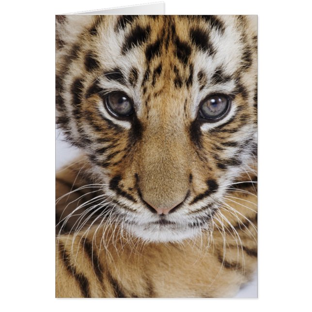 Tiger (Devant)