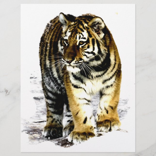 Tiger (Vorderseite)