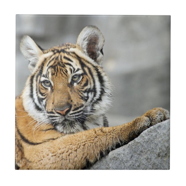 Tiger017 Fliese (Vorderseite)