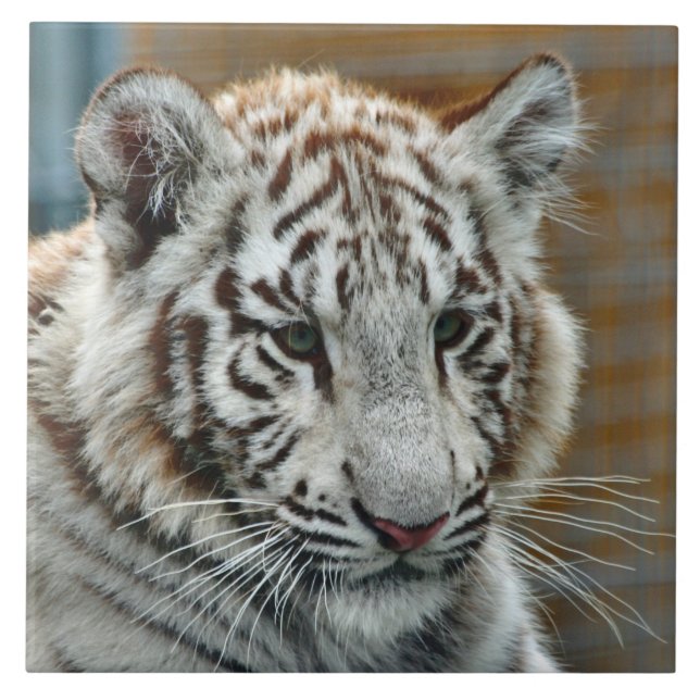 Tiger20151001 Fliese (Vorderseite)