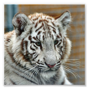 Tiger20151001 Fotodruck