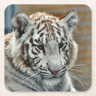 Tiger20151001 Rechteckiger Pappuntersetzer