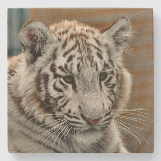 Tiger20151001 Steinuntersetzer (Vorderseite)