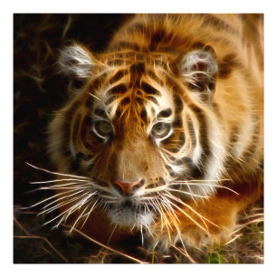 Tiger20151206 Fotodruck