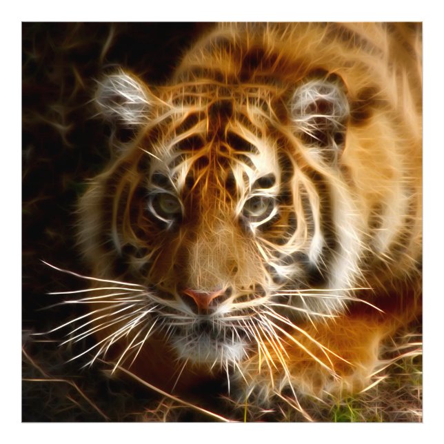 Tiger20151206 Fotodruck (Vorne)