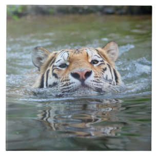 Tiger20160201 Fliese