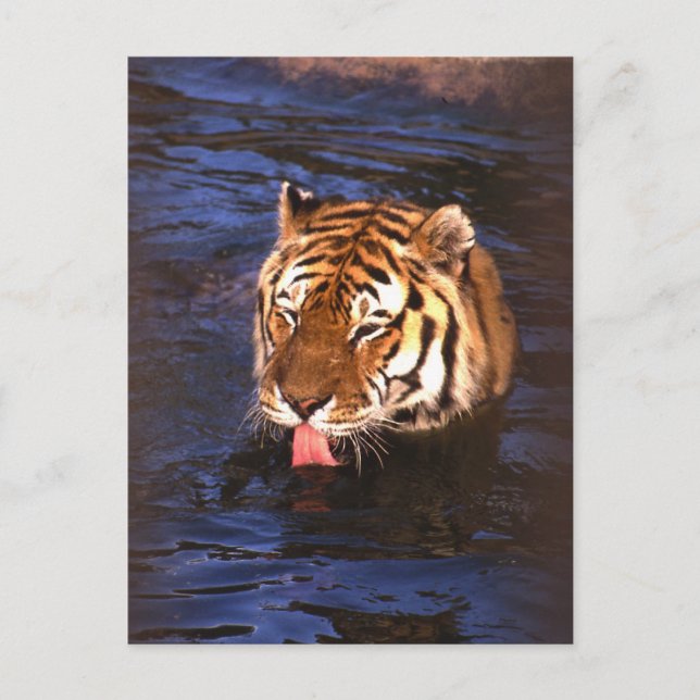 Tiger2 Postkarte (Vorderseite)