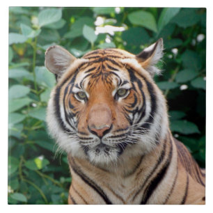Tiger 001 fliese