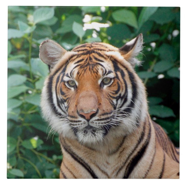 Tiger 001 fliese (Vorderseite)