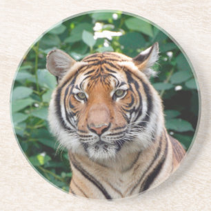 Tiger 001 getränkeuntersetzer