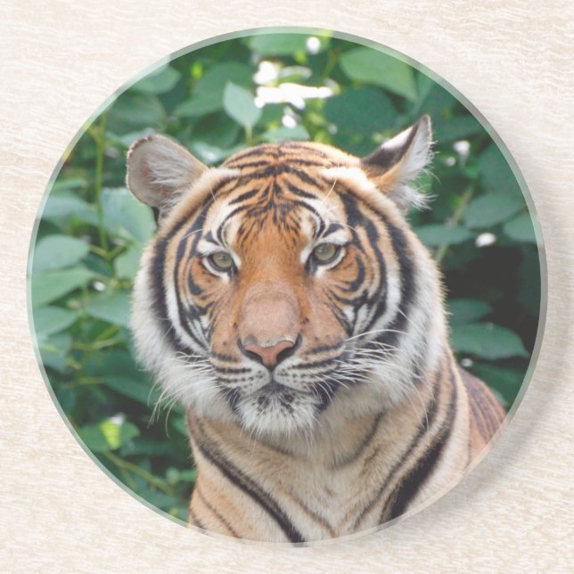 Tiger 001 getränkeuntersetzer (Vorne)