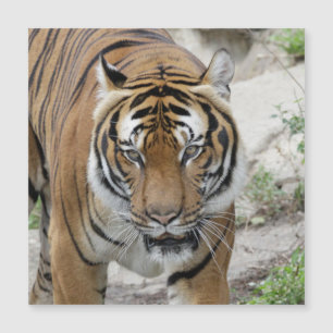 Tiger_001 Magnetkarte