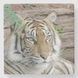 Tiger_002 Steinuntersetzer