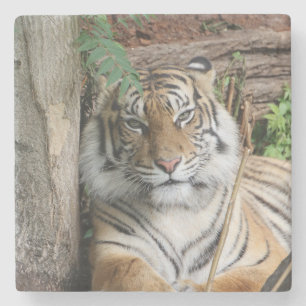 Tiger 005 steinuntersetzer
