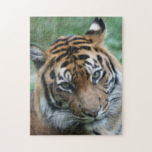 Tiger 012