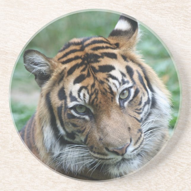 Tiger 012 sandstein untersetzer (Vorne)