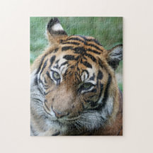 Tiger 013