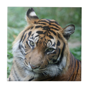 Tiger 013 fliese