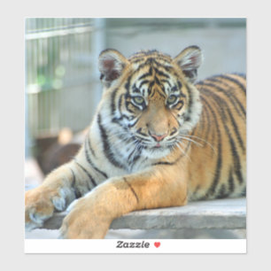 Tiger 034 aufkleber