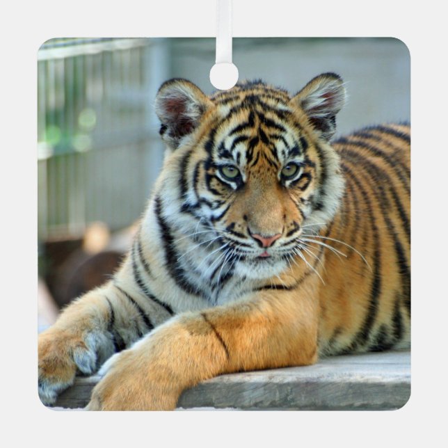 Tiger 034 ornament aus metall (Vorderseite)