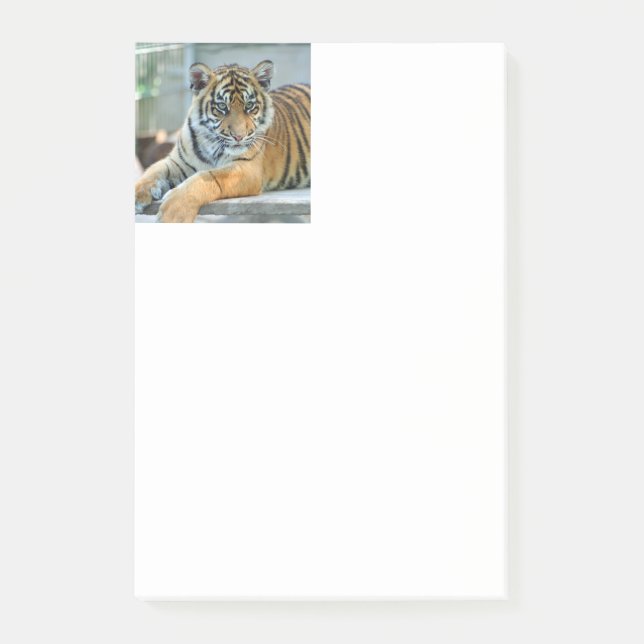 Tiger 034 post-it klebezettel (Vorderseite)