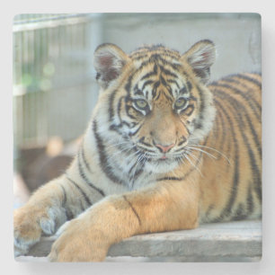 Tiger 034 steinuntersetzer