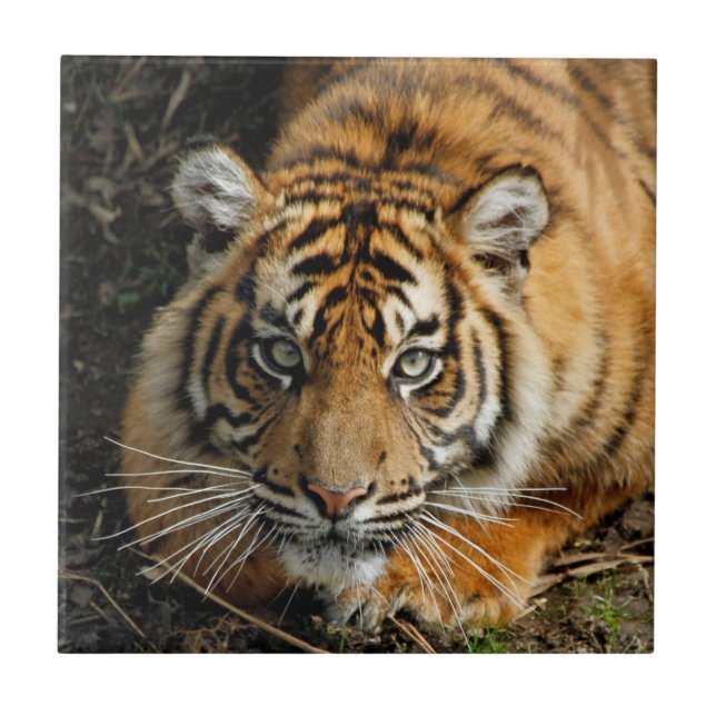 Tiger 037 fliese (Vorderseite)