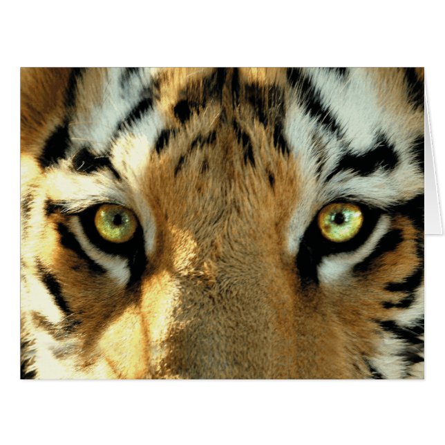 Tiger 1 - Grußkarte (Vorderseite (Horizontal))